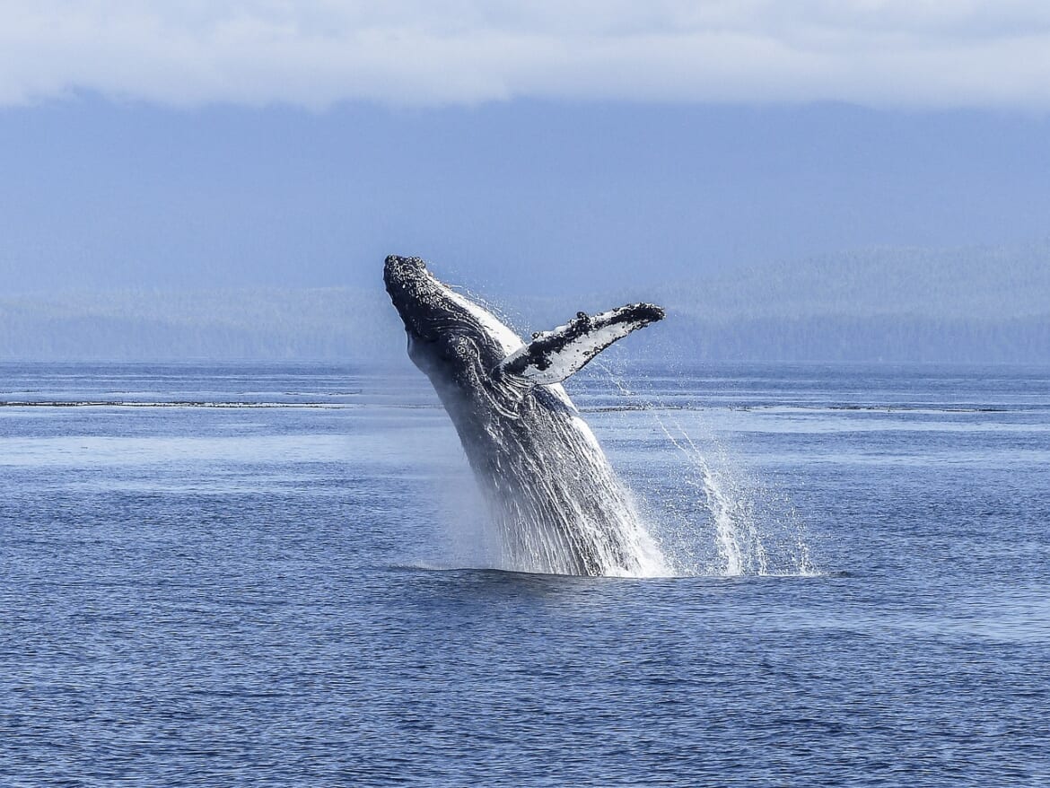 Scientists Have Conversation With Whale In Alaska