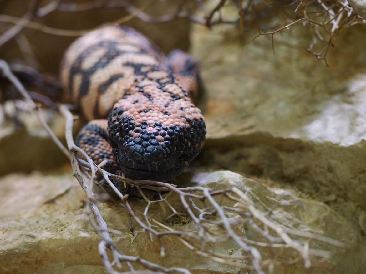 Tragic Death in Lakewood, Colorado Man Succumbs to Gila Monster Bite