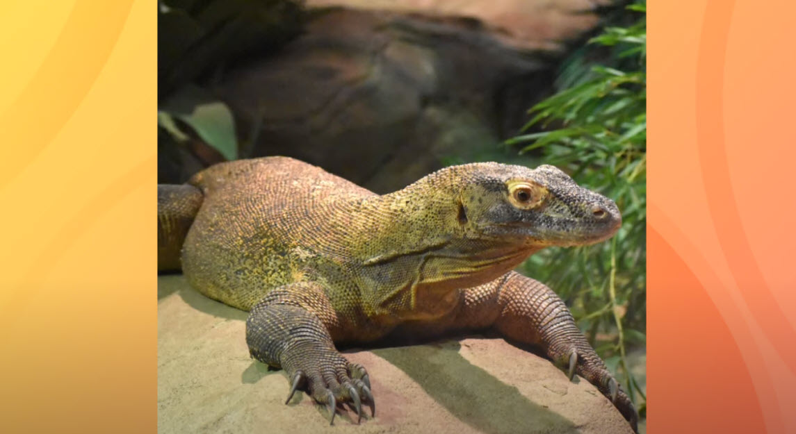 Akron Zoo Employee Recovers After Komodo Dragon Attack