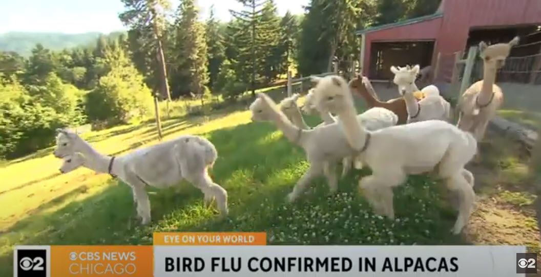 Bird Flu Found in Idaho Alpacas