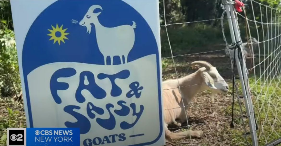 Goats Eating Away Unwanted Weeds in New Rochelle, NY