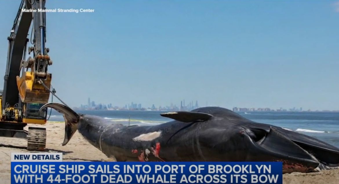 Investigation Launched After Dead Whale Found on Cruise Ship in Brooklyn