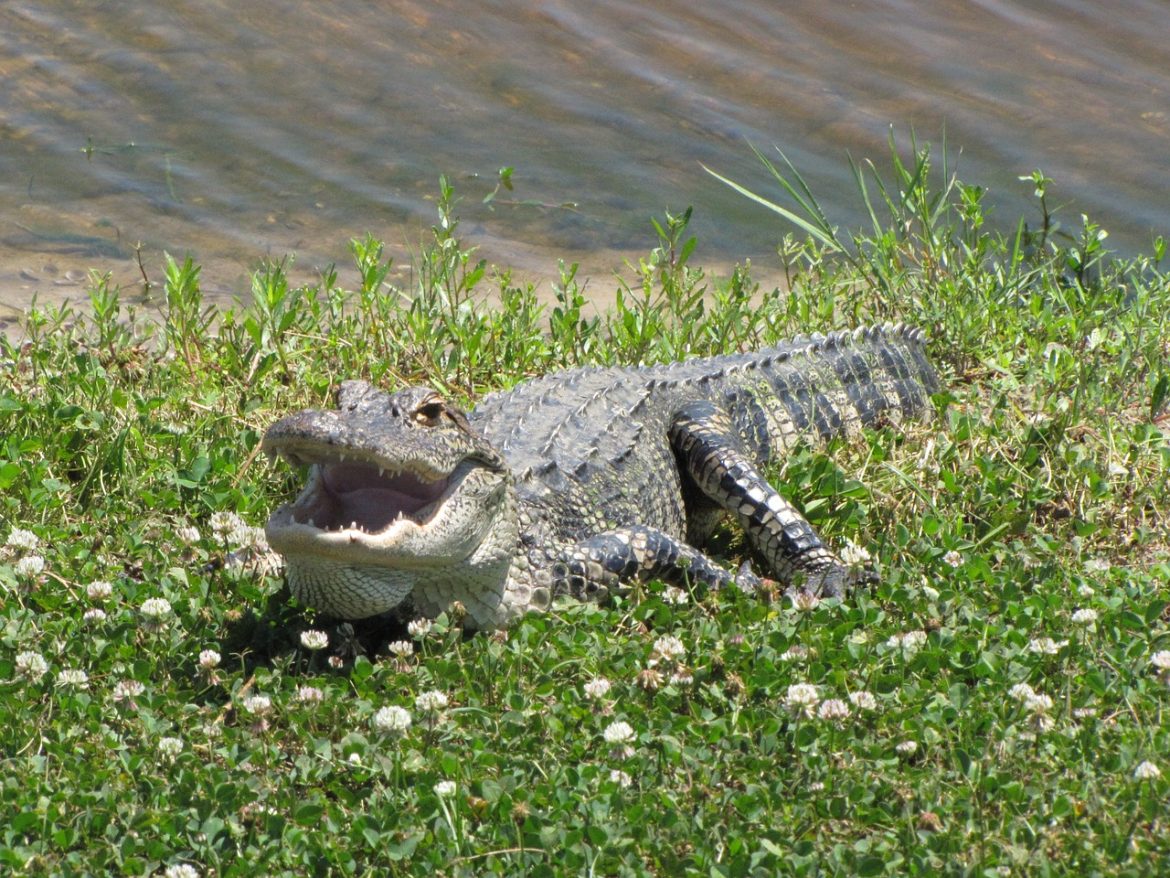 Missing Texas Woman Found Dead, Alligator Shot to Preserve Evidence (Pixabay)
