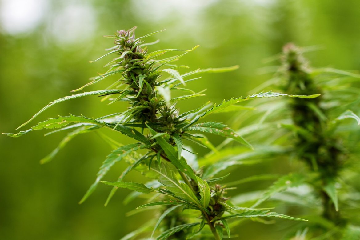 Overhaul in the Works for New York's Cannabis Industry Amid Troubled Rollout