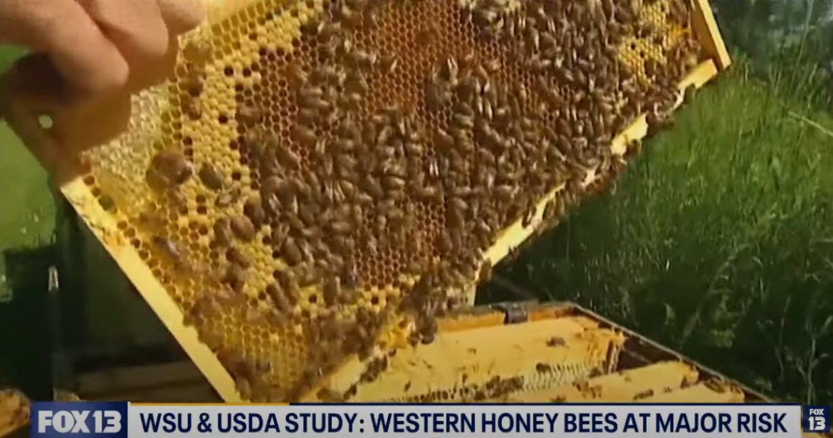 Warmer Fall Temperatures Put Honey Bees at Risk of Colony Collapse