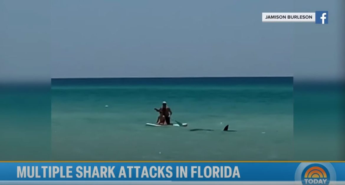 Expert Identifies Shark Responsible for Attacks Off Florida's Panhandle