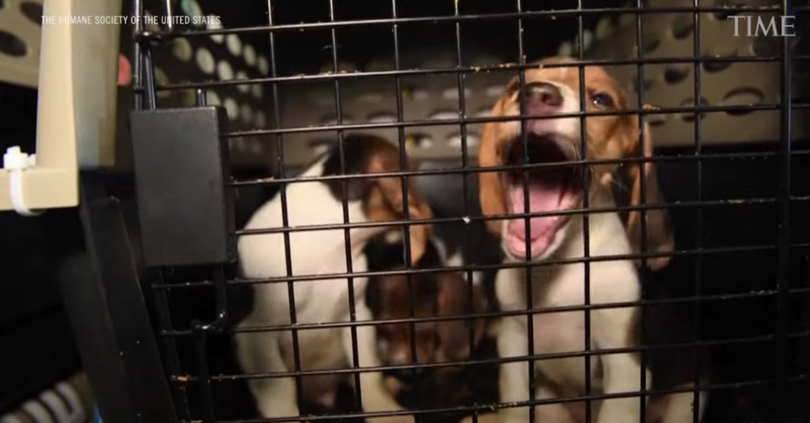 Virginia Beagle Breeder Agrees to Record $35 Million Settlement for Neglect