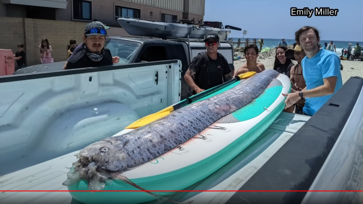 Rare Oarfish Washes Ashore in La Jolla Cove, Discovery Sparks Interest and Scientific Inquiry