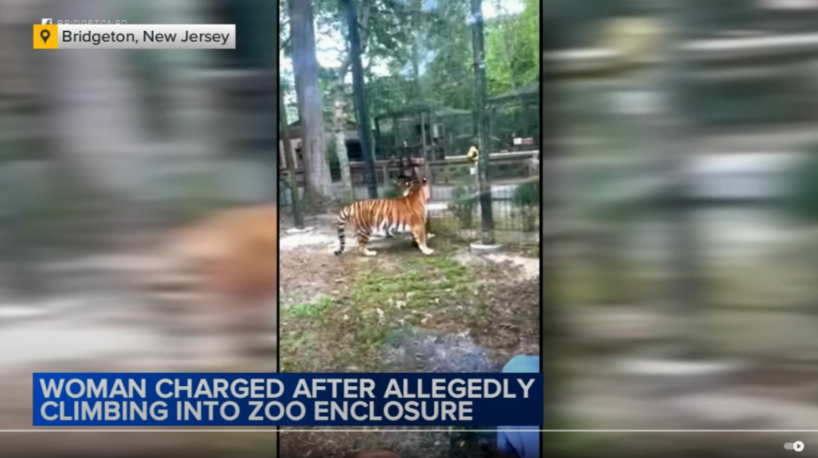 Woman Charged After Climbing into Tiger Enclosure at New Jersey Zoo,Stricter Penalties for Zoo Trespassers