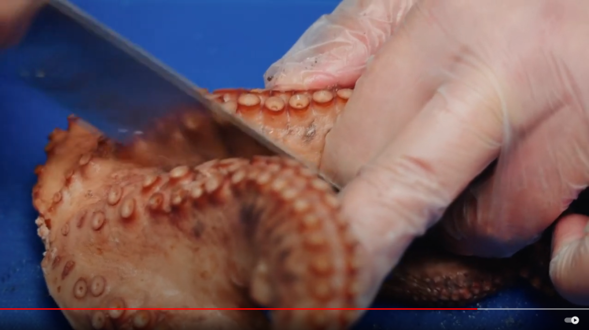 California Lawmakers Approve Bill to Ban Octopus Farming and Imports