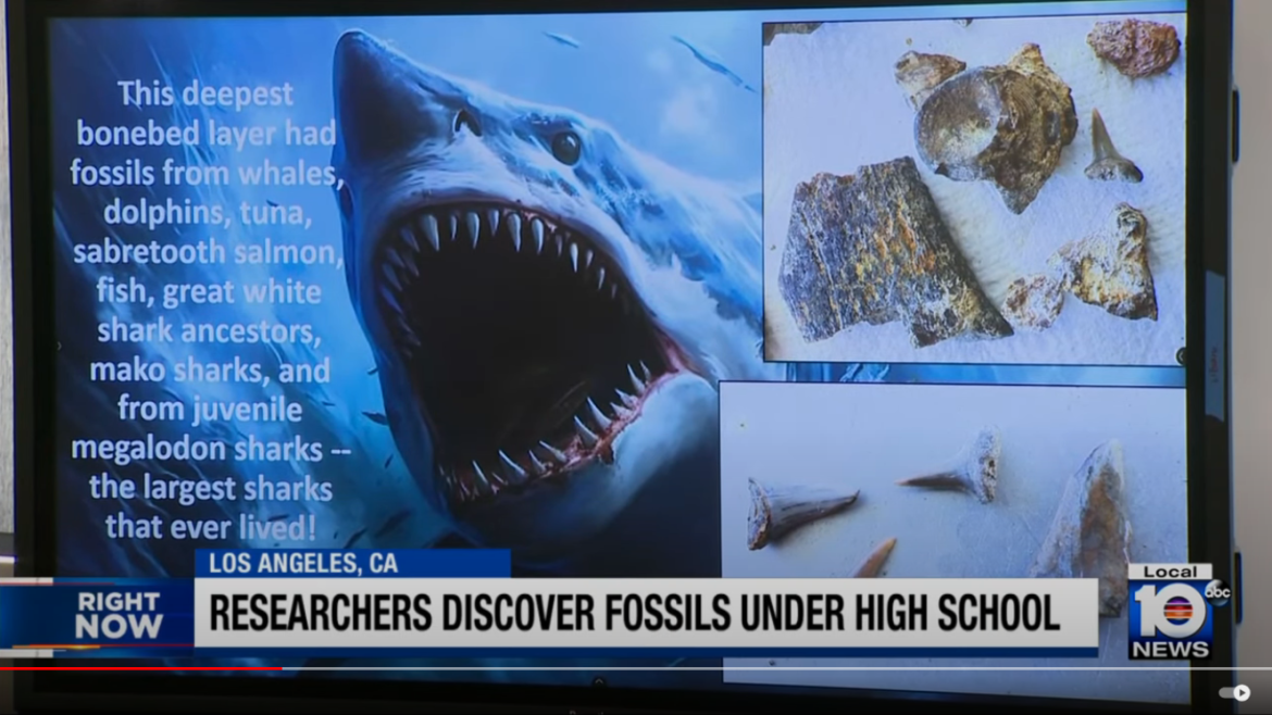 Prehistoric Treasure Trove Unearthed at San Pedro High School