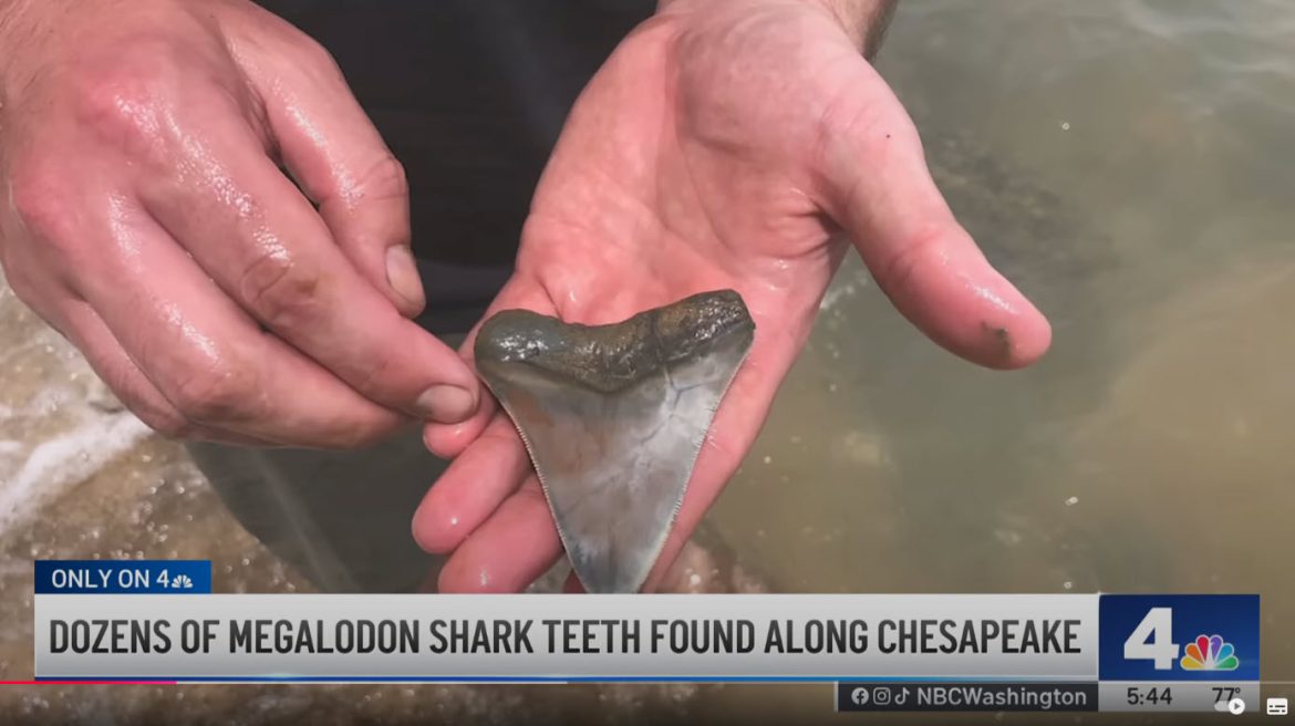 Dozens of Megalodon Teeth Discovered Along Chesapeake Bay to Be Displayed in Maryland