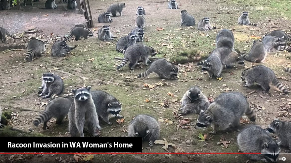 Racoon Invasion: WA Woman's Home Overrun by Raccoons After Years of Feeding the Animals