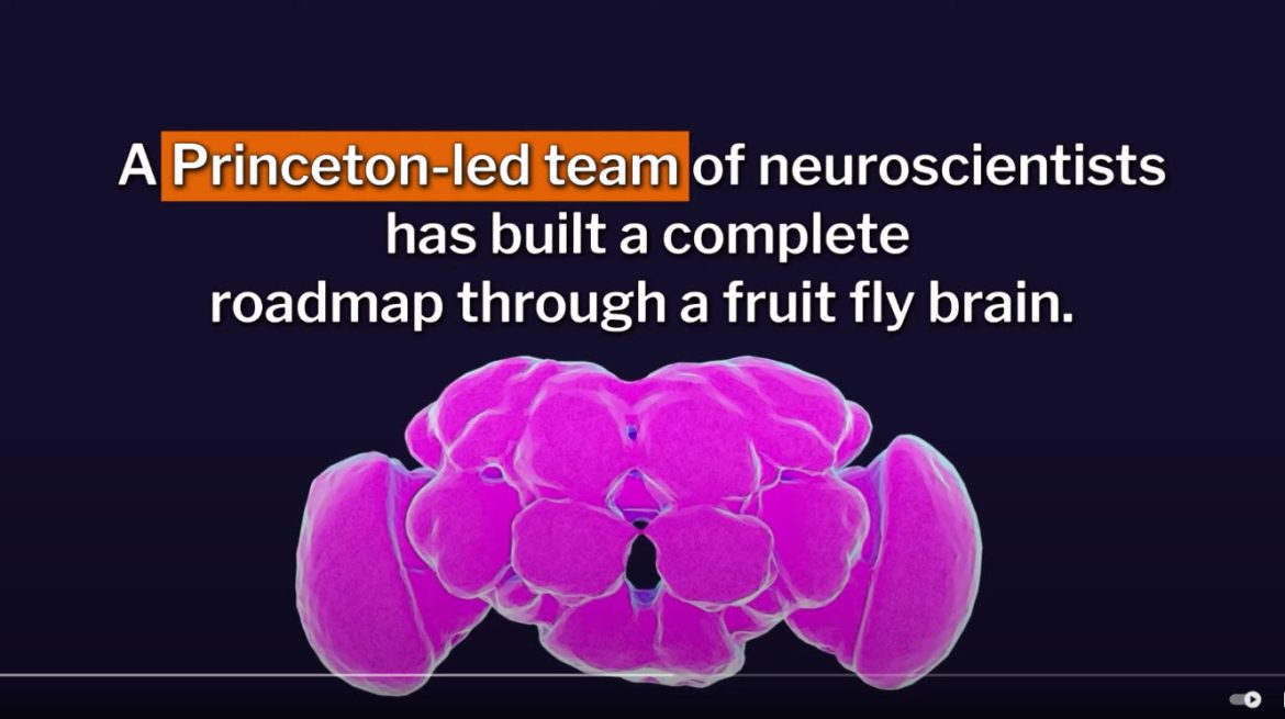 Scientists Achieve Groundbreaking Milestone by Mapping Entire Fruit Fly Brain