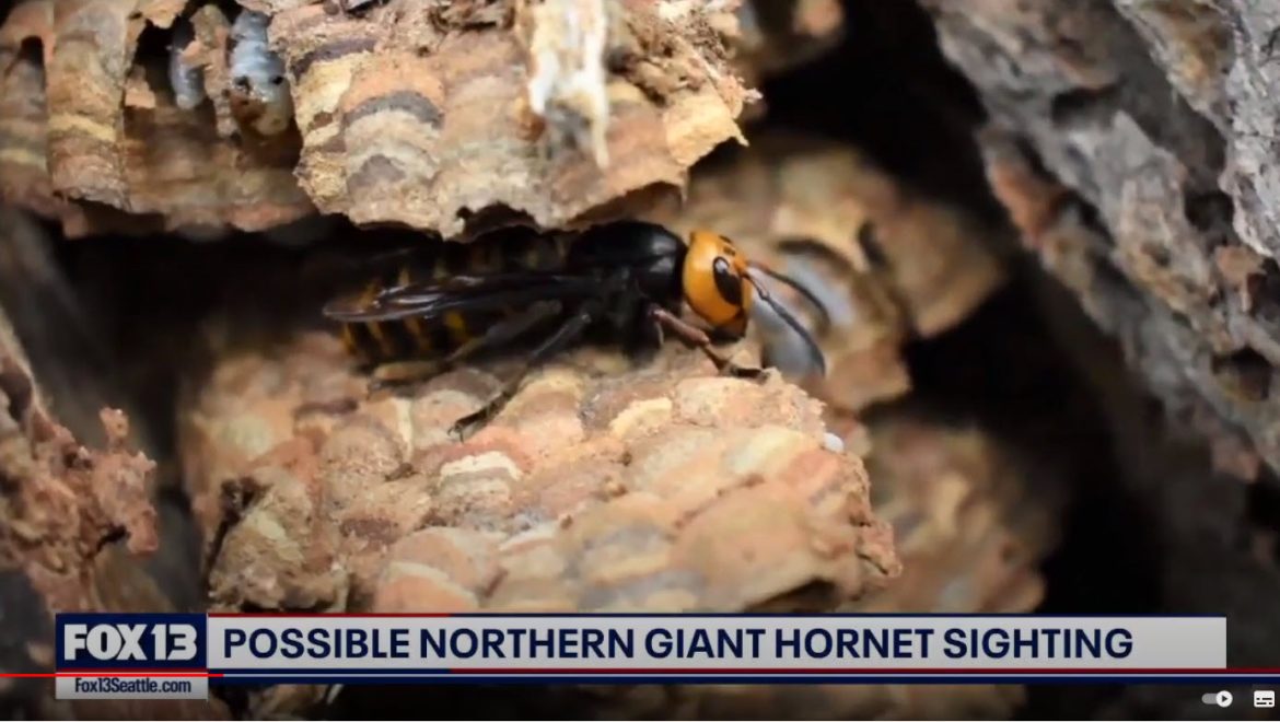 WA State Department of Agriculture Investigates Possible Sighting of Northern Giant Hornet