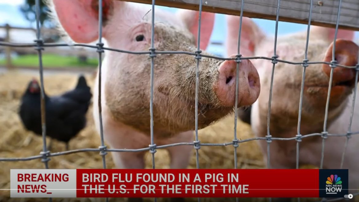Bird Flu Found in Pigs for First Time, Raising Concerns About Potential Human Transmission